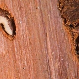 Borba protiv potkornjaka - kako se riješiti i spasiti drvo u vrtu